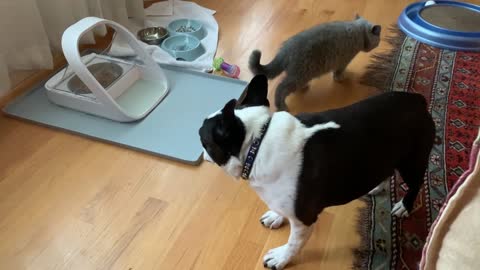 Modern Cat Food Bowl Keeps Dog Out