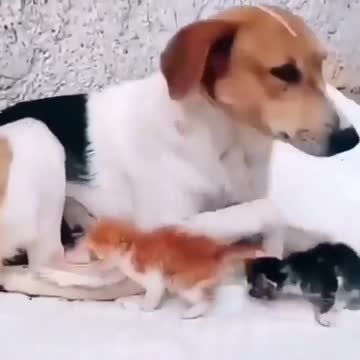 How a bitch feeds kittens, carefully takes care of them Sign this👇🏻⁣