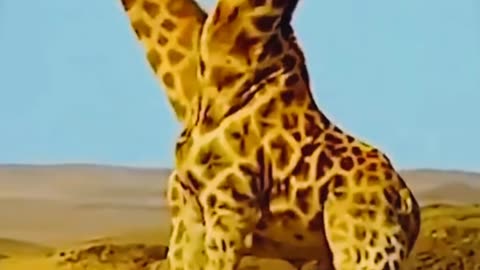 Fighting giraffes