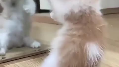 Cute kitten having fun with his own image