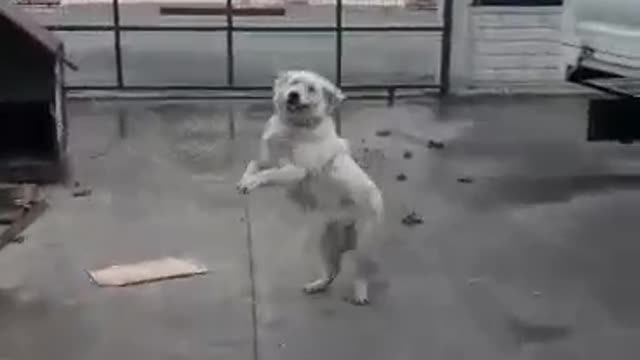 Cute dog missed his owner after holiday