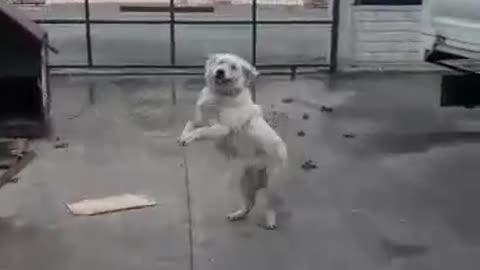 Cute dog missed his owner after holiday