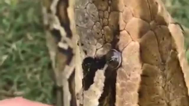 EP_ __ Cute baby animals Videos 2022 __ cute moment of the animals __ Cutest Animals