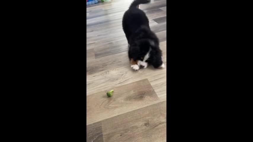 Bernese puppy has adorable first encounter with broccoli