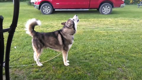 Mutant wolf howling very cute and fluffy. there's no way not to fall in love.