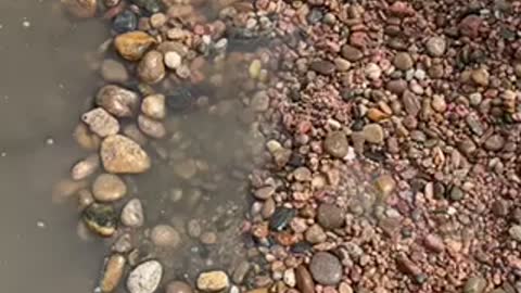 Gold mining - high banking the platte river in Denver for gold