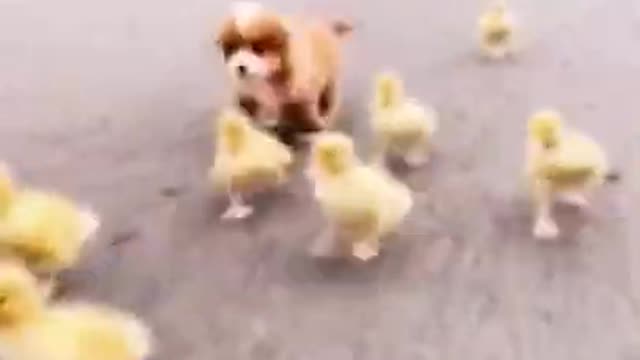 Funny & Cute Dog
