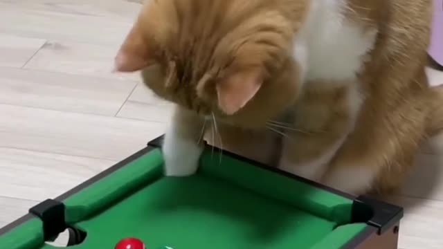 This kitties are a pro billiar player😻🙀😹😺😸😽🙀