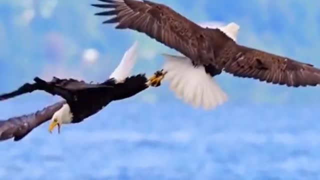 The eagle