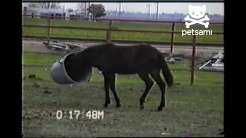 Horse has the best time ever with a trash can