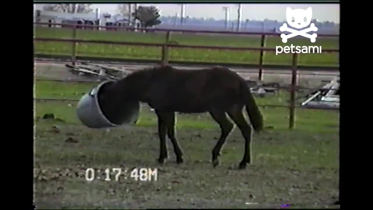 Horse has the best time ever with a trash can