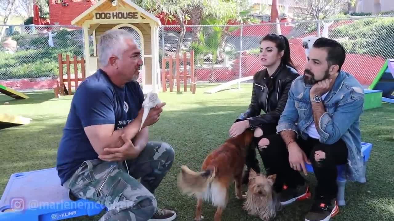 CESAR Milan on How to get Dog and Parrot to get alo e