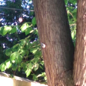 Love how this bird can walk up and down a tree