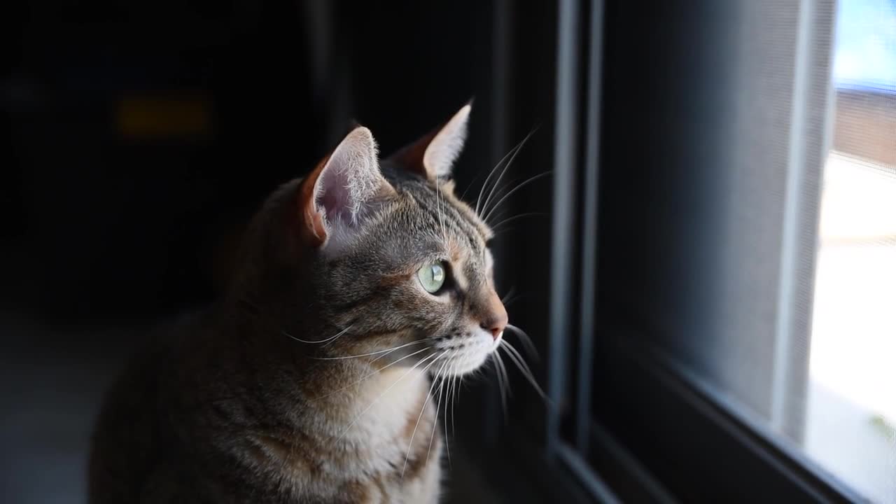 CAT PEEPING THROUGH WINDOW