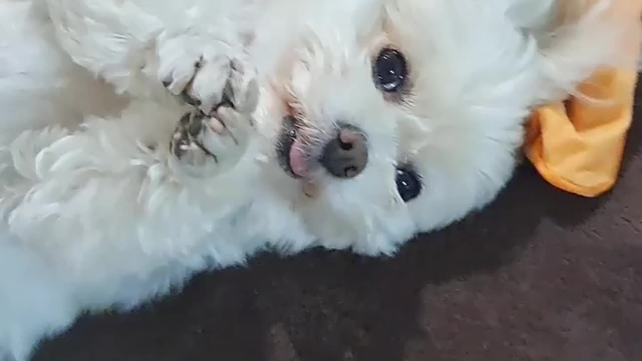 plz plz・・・please