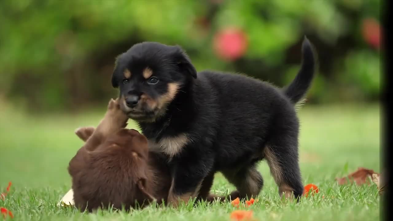 cute dog playing with each other