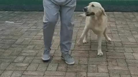 Dancing a smart dog in the Music