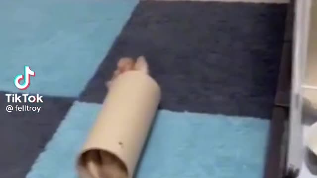 One of the famous Song Vs Cat