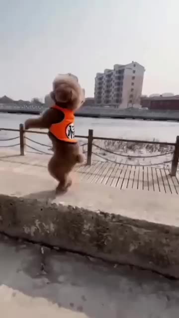 Funny cats and dogs compilation video