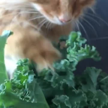 Kitty Cat Helps At Work and