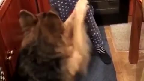 Vibes dog tries trick and fails breaks door