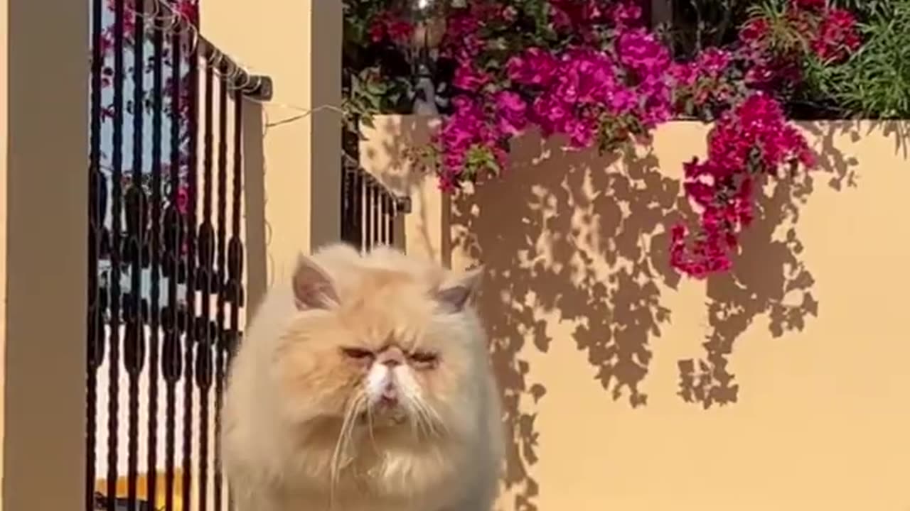 THE BEAUTIFUL CAT PARADE SO CUTE.