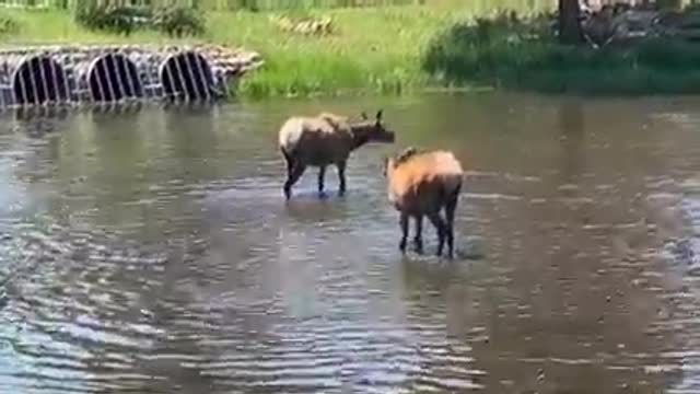 Time to frolic in the water!