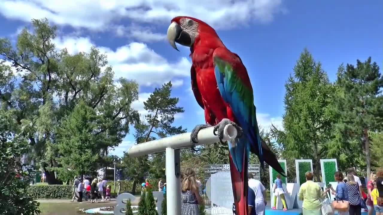 Cute parrot birds feathered