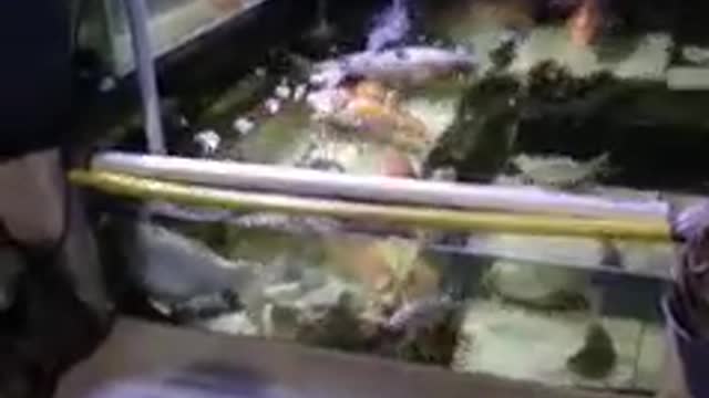 Koi fish pond