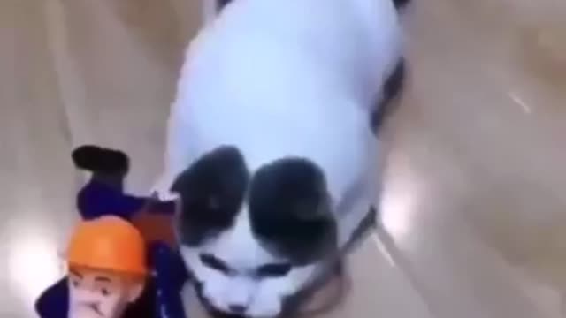Funny cat compilation (10)