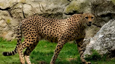 Leopard walking