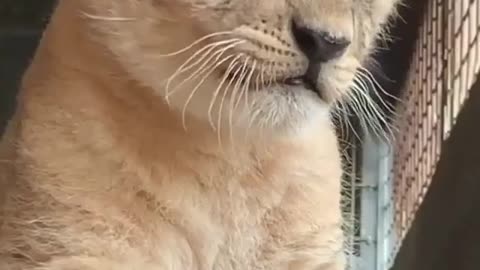 Sound of Cute Baby Cat