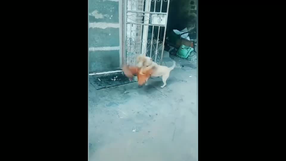 Chicken vs dog