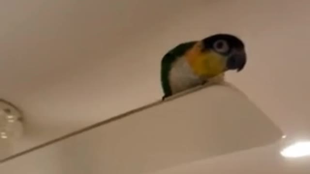 Parrot whistles and dances on moving ceiling fan