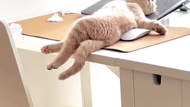 Funny Clips of Cat Sleeping