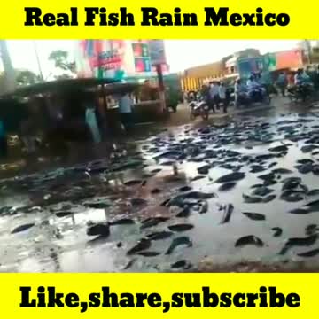 The Real fish rain |fish rain Mexico |Mr Mindio #shorts#youtubeshorts