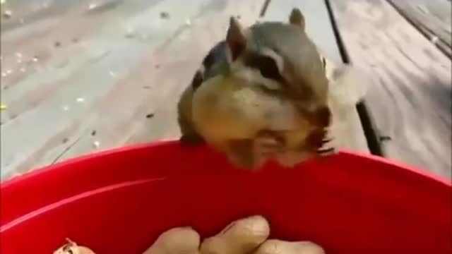 squirrels eating nuts