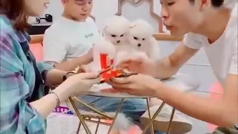 Funny Videos