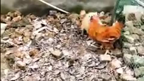 CHICKEN BE LIKE..OKAY! LET'S DO THIS THING!😂 | FUNNY ANIMALS