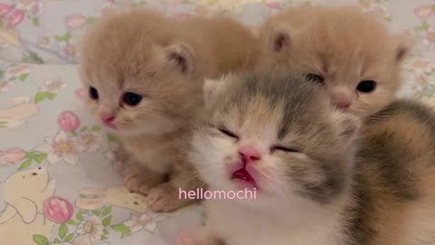 Hellomochi - Cute little kitten moments