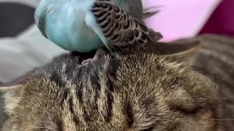 Parrot & Cat #parrots #cats #cat #animals #pets #reels