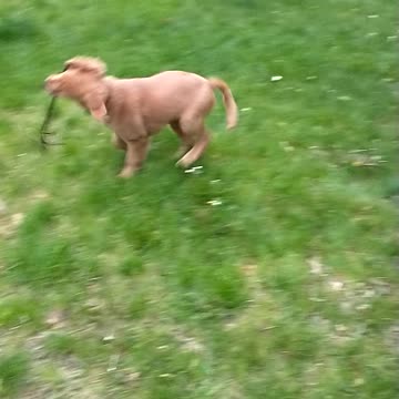 Golden retriever puppy finds a new toy