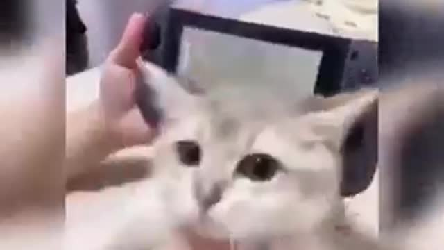 How useful are cats ? 😹😹😹 (cat funny videos)