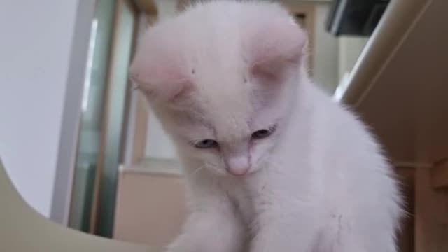 My cute kitten hanging out with a pen
