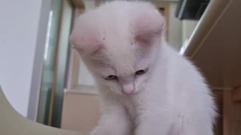 My cute kitten hanging out with a pen