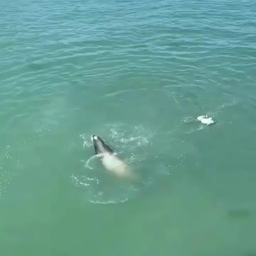 Sea Lion rips the head off a seagull