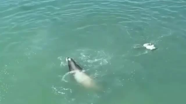 Sea Lion rips the head off a seagull