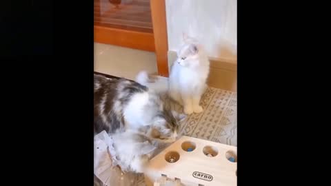 Cats and Dogs playing with toys