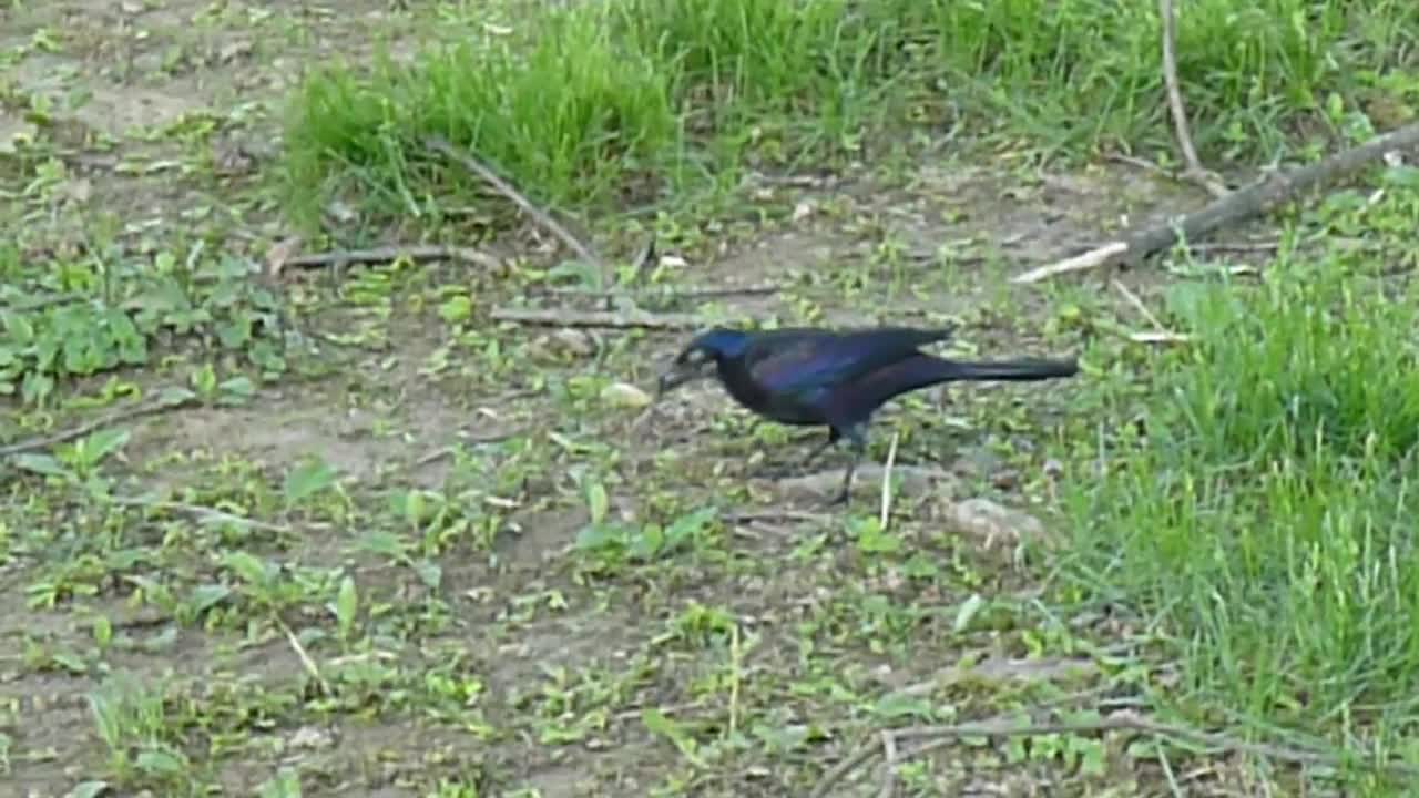 Blackbird feeds and gathers nest materials in my front yard.