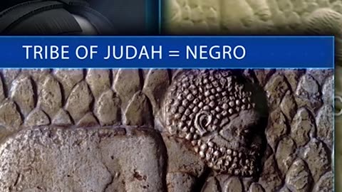 Tribe of Judah's DNA